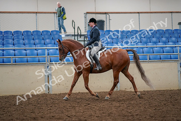 2019 Morgan Horse Show - Aug 30, 2019 - 22219