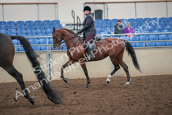 2019 Morgan Horse Show - Aug 30, 2019 - 20083