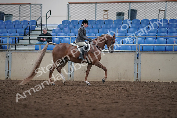 2019 Morgan Horse Show - Aug 31, 2019 - 16166