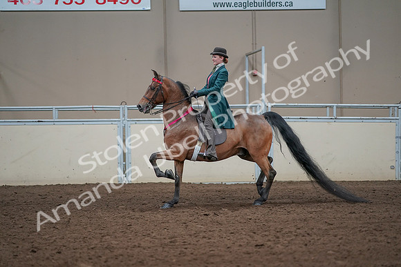 2019 Morgan Horse Show - Sept 01, 2019 - 13482
