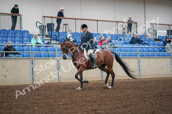 2019 Morgan Horse Show - Aug 30, 2019 - 16267