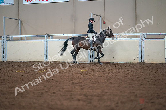 2019 Morgan Horse Show - Aug 30, 2019 - 20886