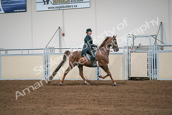 2020 - AB Morgan Horse - Fri, Sept 04 - 08110