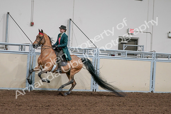 2020 - AB Morgan Horse - Sat, Sept 05 - 13791