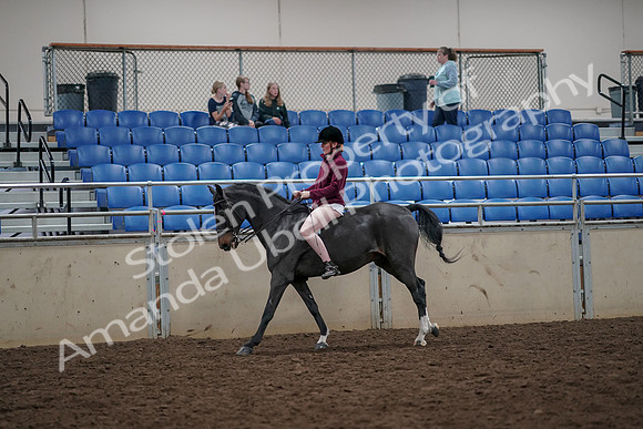 2019 Morgan Horse Show - Aug 30, 2019 - 31294