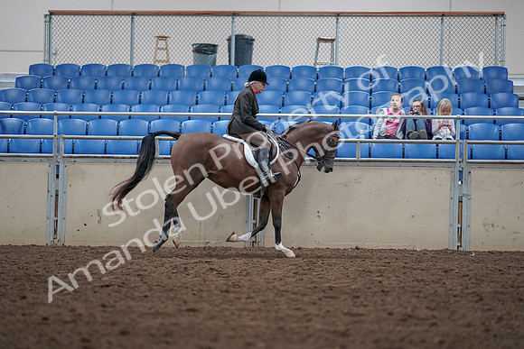 2019 Morgan Horse Show - Aug 31, 2019 - 16138