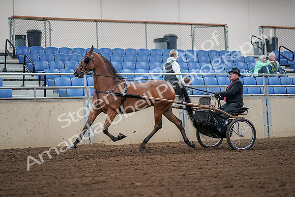 2019 Morgan Horse Show - Aug 30, 2019 - 13311