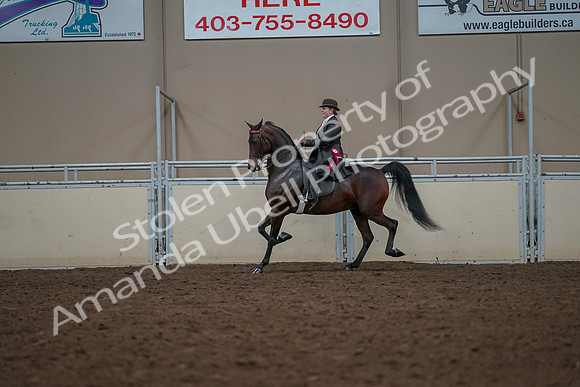 2019 Morgan Horse Show - Aug 30, 2019 - 28340