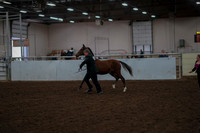 Class 041 - AMHC Futurity In Hand Yearlings