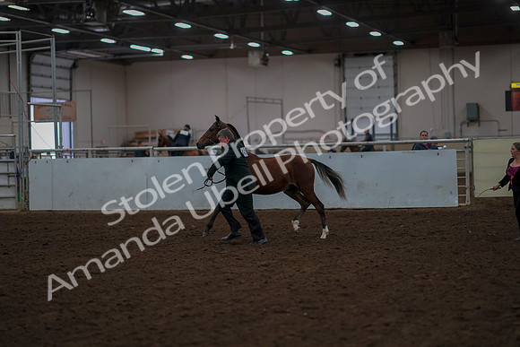2019 Morgan Horse Show - Aug 30, 2019 - 25522