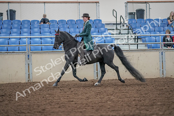 2019 Morgan Horse Show - Aug 30, 2019 - 15408