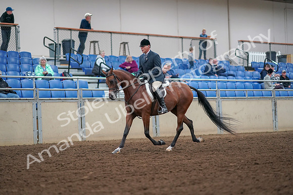 2019 Morgan Horse Show - Aug 30, 2019 - 16265
