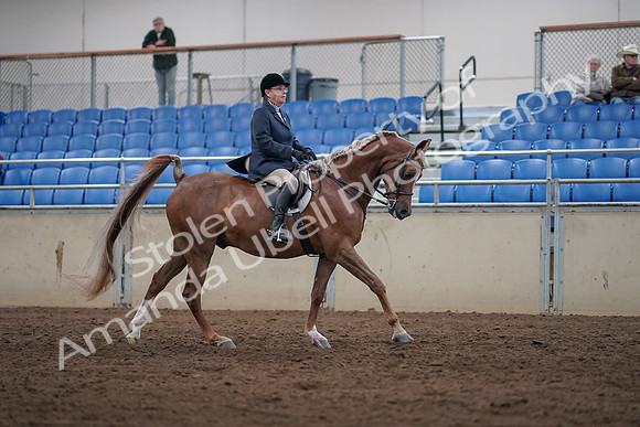 2019 Morgan Horse Show - Sept 01, 2019 - 08787