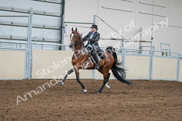 2020 - AB Morgan Horse - Sat, Sept 05 - 12972