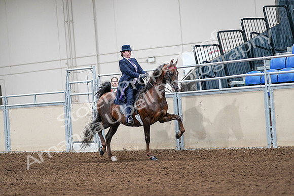 2020 - AB Morgan Horse - Fri, Sept 04 - 08071