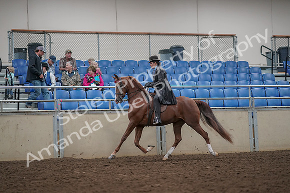 2019 Morgan Horse Show - Aug 30, 2019 - 26487