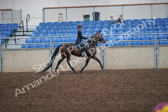 2019 Morgan Horse Show - Aug 30, 2019 - 18046
