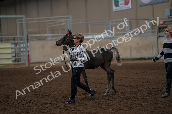2019 Morgan Horse Show - Aug 30, 2019 - 24851