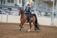 2020 - AB Morgan Horse - Sat, Sept 05 - 12904