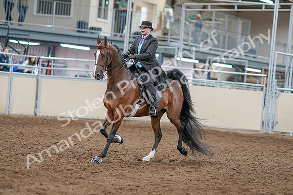 2020 - AB Morgan Horse - Sat, Sept 05 - 12904