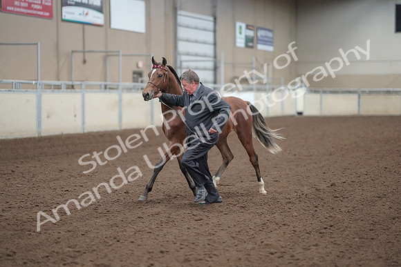 2019 Morgan Horse Show - Aug 31, 2019 - 00249