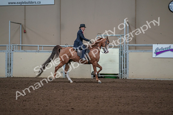 2019 Morgan Horse Show - Sept 01, 2019 - 12039