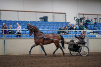 2019 Morgan Horse Show - Aug 31, 2019 - 10269