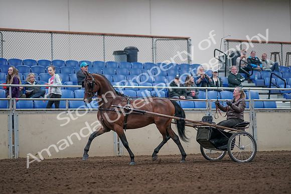 2019 Morgan Horse Show - Aug 31, 2019 - 10269