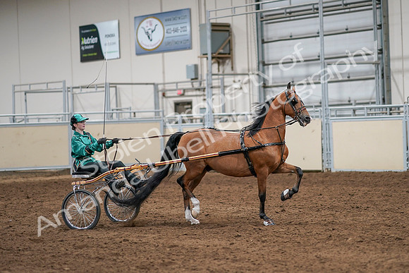 2020 - AB Morgan Horse - Sat, Sept 05 - 12446