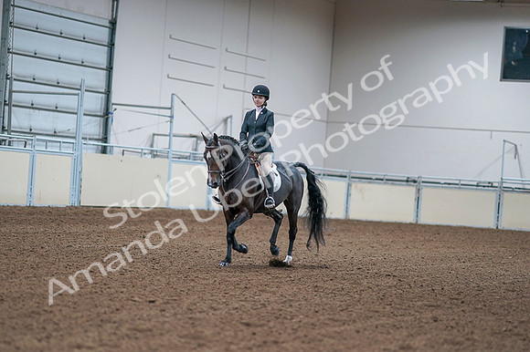 2020 - AB Morgan Horse - Fri, Sept 04 - 06146