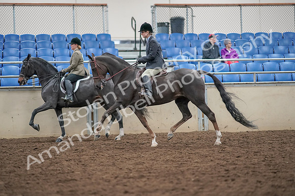 2019 Morgan Horse Show - Aug 30, 2019 - 20069