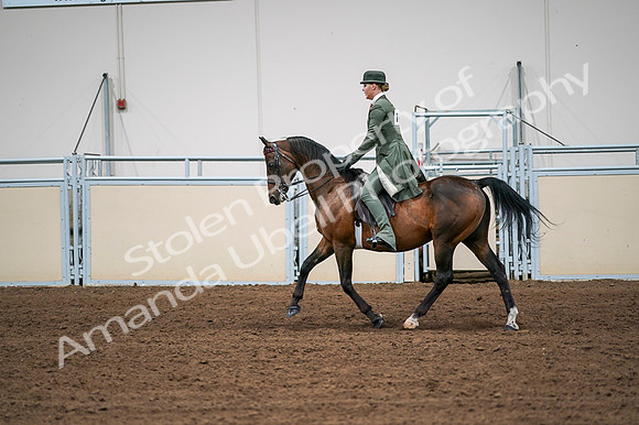 2020 - AB Morgan Horse - Fri, Sept 04 - 03313