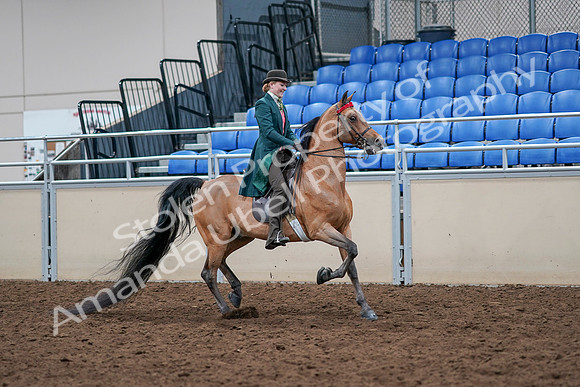 2020 - AB Morgan Horse - Sat, Sept 05 - 13870