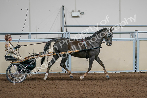 2020 - AB Morgan Horse - Sat, Sept 05 - 05907