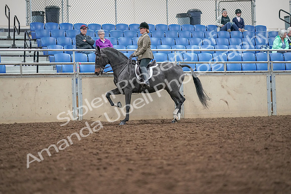 2019 Morgan Horse Show - Aug 30, 2019 - 20275