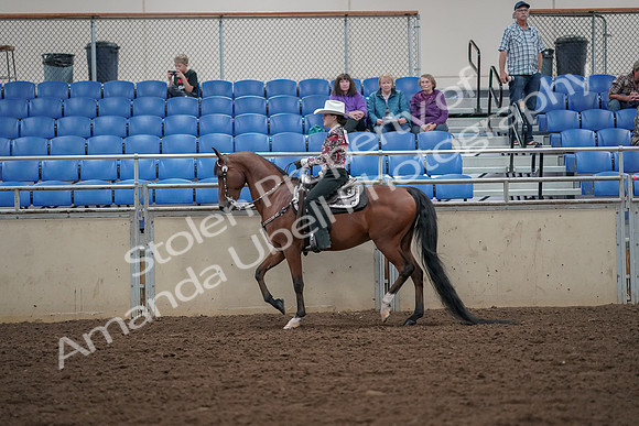 2019 Morgan Horse Show - Aug 30, 2019 - 25932