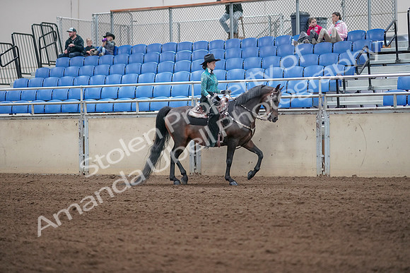 2019 Morgan Horse Show - Sept 01, 2019 - 07093