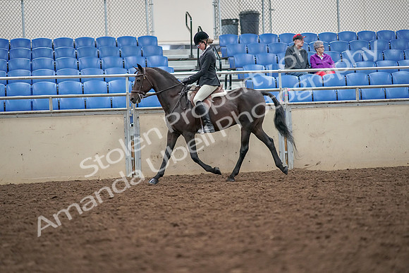 2019 Morgan Horse Show - Aug 30, 2019 - 20129