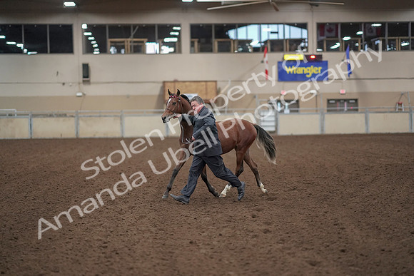 2019 Morgan Horse Show - Aug 31, 2019 - 00242
