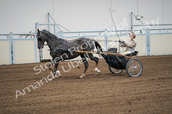 2020 - AB Morgan Horse - Sat, Sept 05 - 06018