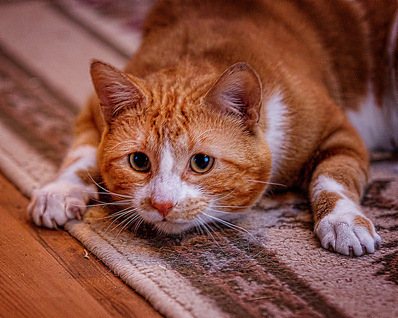 Dogs and Cats - 024