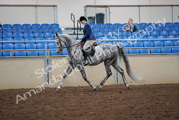 2019 Morgan Horse Show - Aug 30, 2019 - 16206