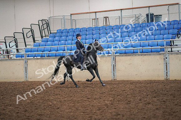 2019 Morgan Horse Show - Aug 30, 2019 - 12377