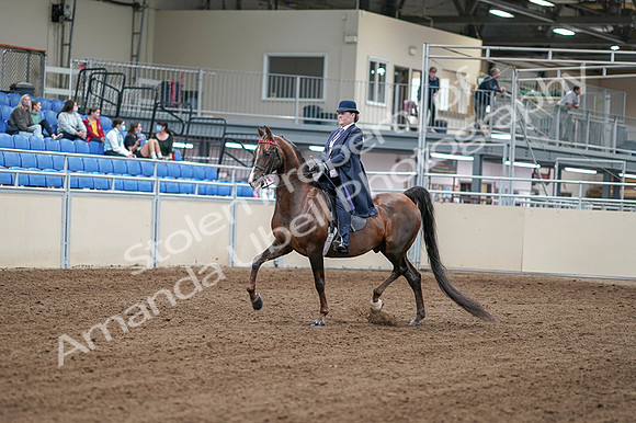 2020 - AB Morgan Horse - Fri, Sept 04 - 07877