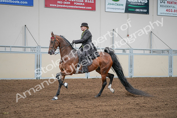 2020 - AB Morgan Horse - Fri, Sept 04 - 09568