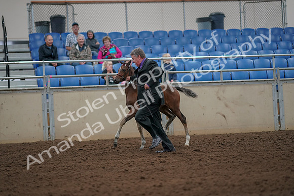 2019 Morgan Horse Show - Aug 30, 2019 - 24657