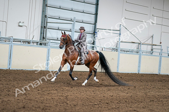 2020 - AB Morgan Horse - Sat, Sept 05 - 12078