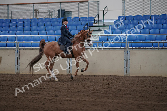 2019 Morgan Horse Show - Sept 01, 2019 - 12016
