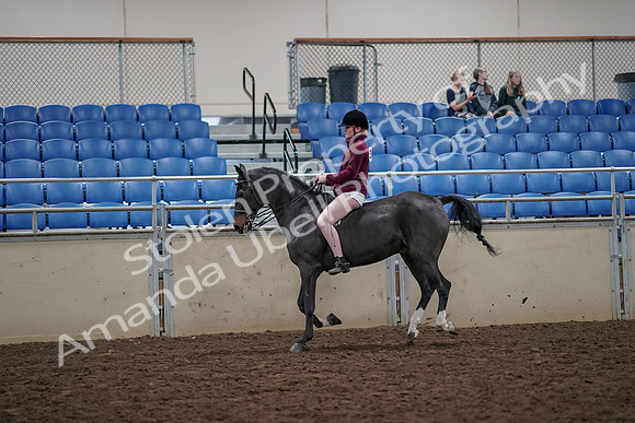 2019 Morgan Horse Show - Aug 30, 2019 - 31307