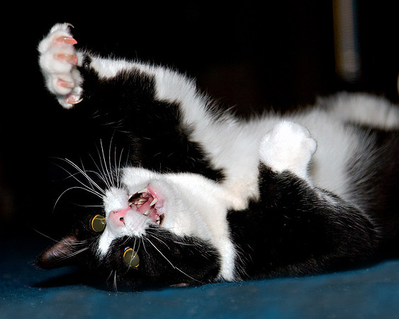 Dogs and Cats - 032
